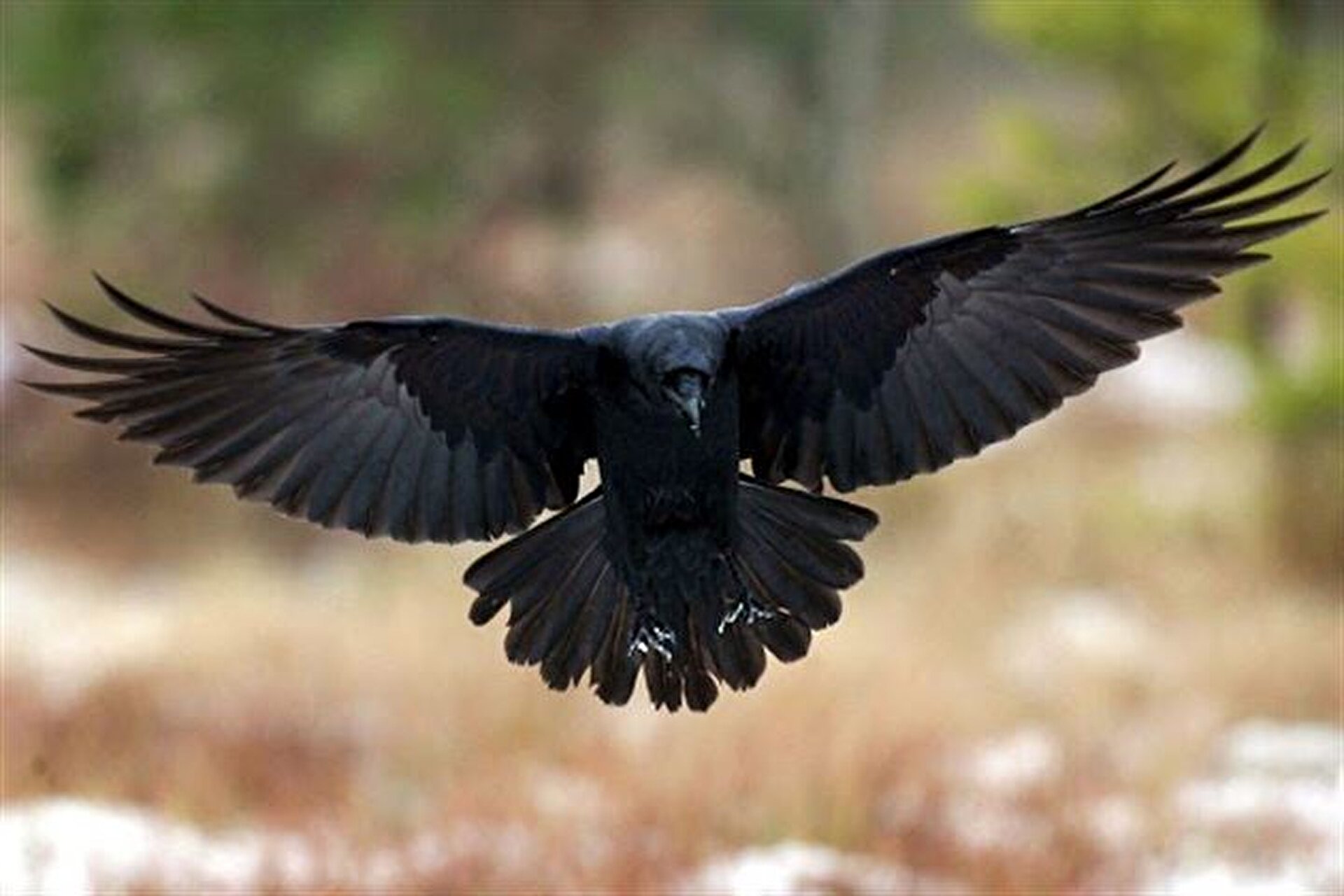 Raven swallowz