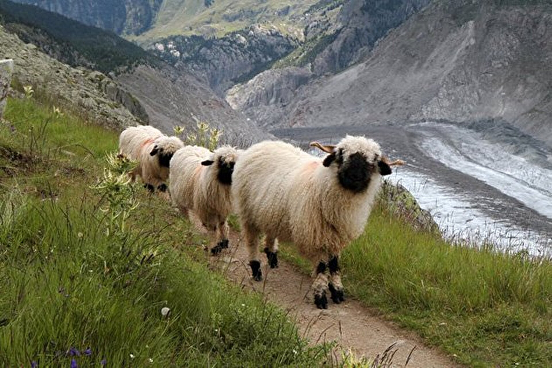 Черноносые овцы в Швейцарии