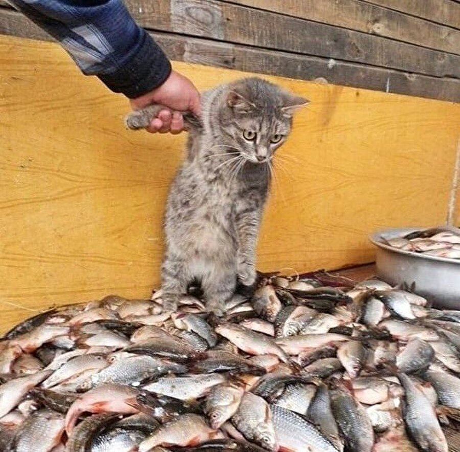 Шутки про кота и рыбу