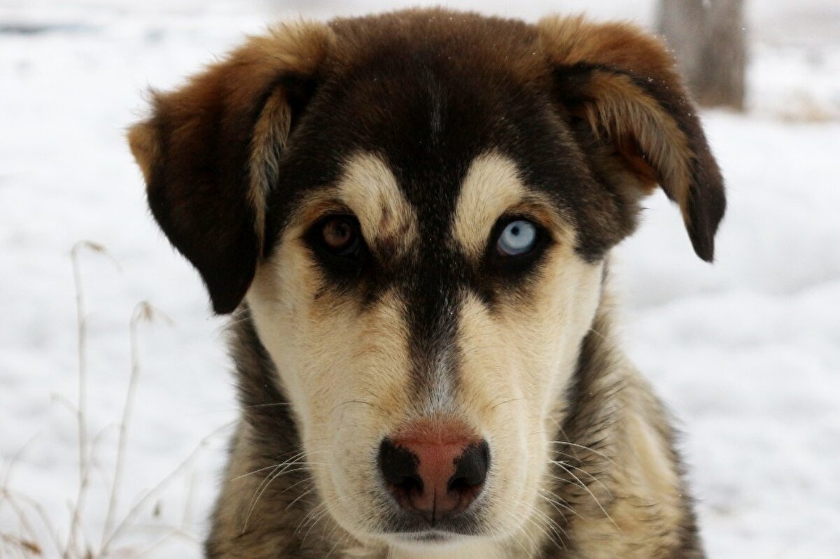 Bu nedenle bunun iristeki karşılığı etkilenmeyen gözün kendi orijinal renginde, etkilenen gözün ise mavi sağlayan bir pozisyondur” dedi.