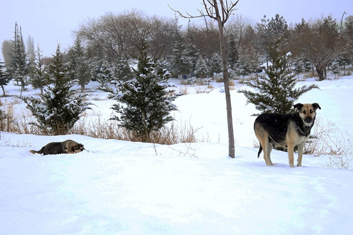  Bunun temel nedeni ‘white’ olarak adlandırdığımız bir genin birçok fonksiyonuyla ilgili bir durumdur. White gen; gözün iris rengini, post rengini ve sağırlıkla ilgili fonksiyonları olan bir gendir. Melanositlerden melanin salınımın bir gen pozisyonunu oluşturuyor. 
