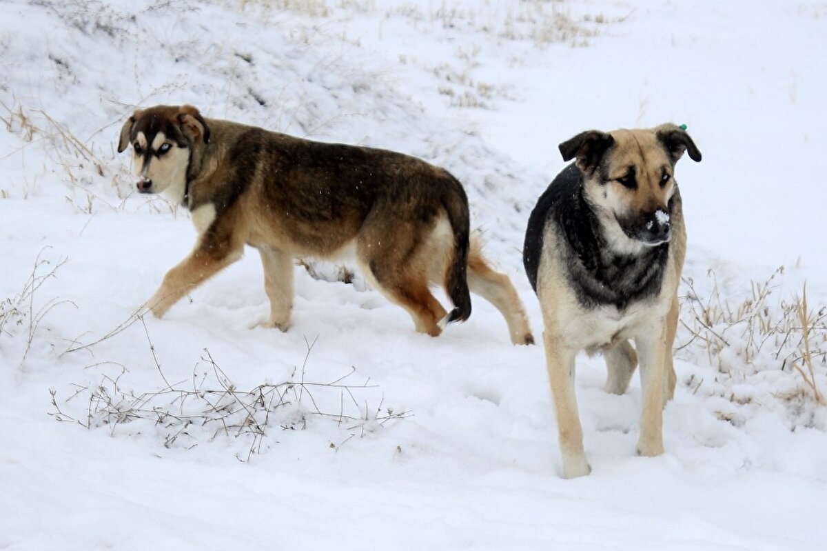 Köpeklerin Van kedisi gibi gözlerinin bir birinden farklı olma durumunun ender görüldüğünü ifade eden Prof. Dr. Kaya, “Farklı göz rengi dünyadaki bütün hayvanlarda ve insanlarda çok ender olmasına rağmen görülebilen bir özelliktir. 
