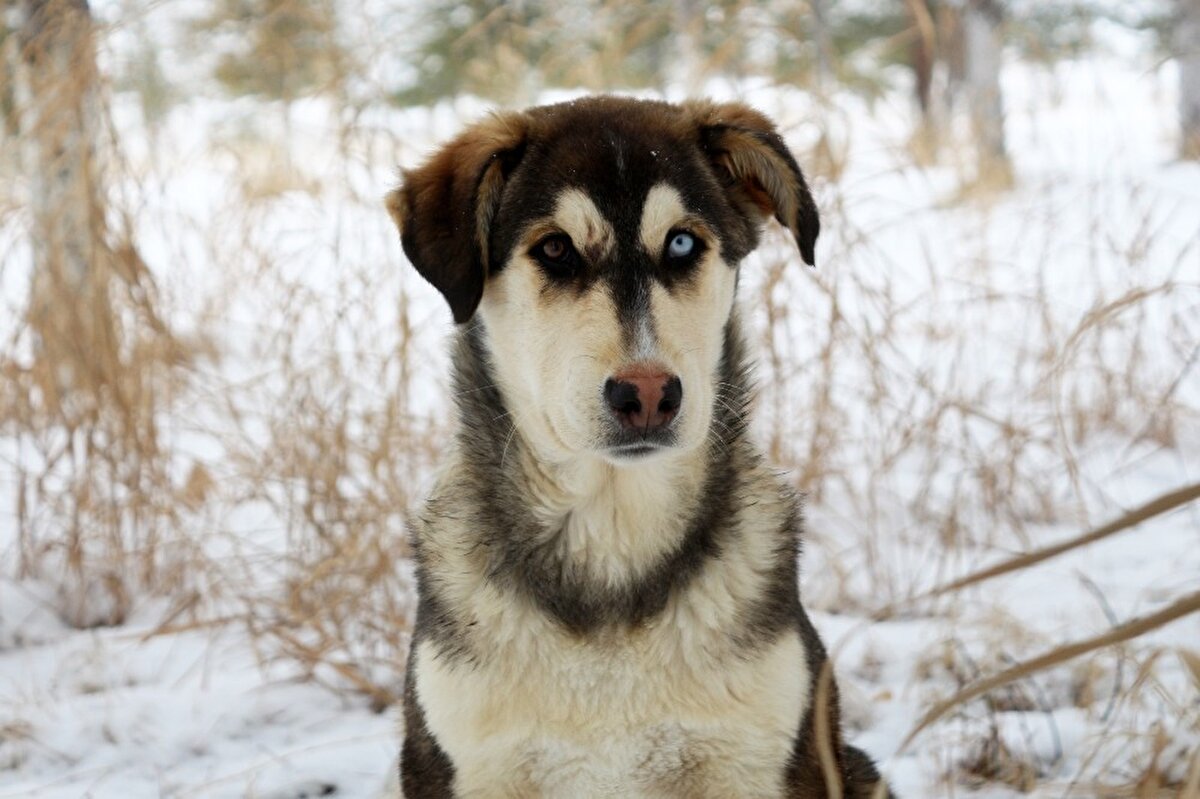 Farklı göz rengi durumunun ‘white’ olarak adlandırılan genin bir fonksiyonundan kaynaklandığını belirten Prof. Dr. Kaya, bu durumun hayvanlarda iris ve post rengini etkilediğine dikkat çekti.