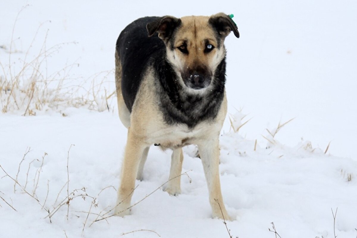 İHA muhabirine konuşan Van Kedisi Araştırma ve Uygulama Merkezi Müdürü Prof. Dr. Abdullah Kaya, köpeklerde farklı göz rengi olasılığının milyonda bir görüldüğünü söyledi. 
