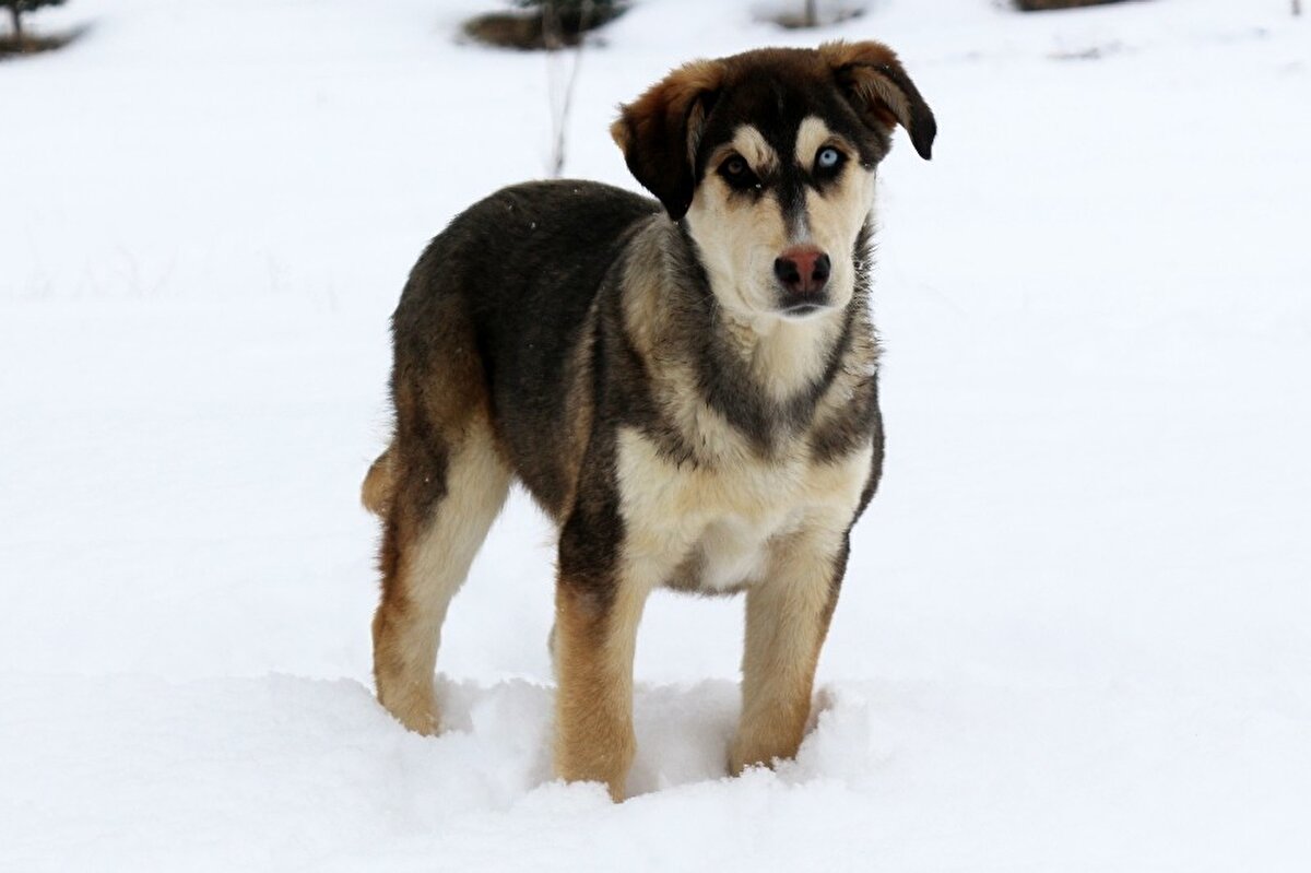 Farklı göz rengine sahip anne bir köpeğin yavrusunun da aynı göz renklerine sahip olma ihtimalinin yüksek olduğunu dile getiren Kaya, sözlerini şöyle sürdürdü: