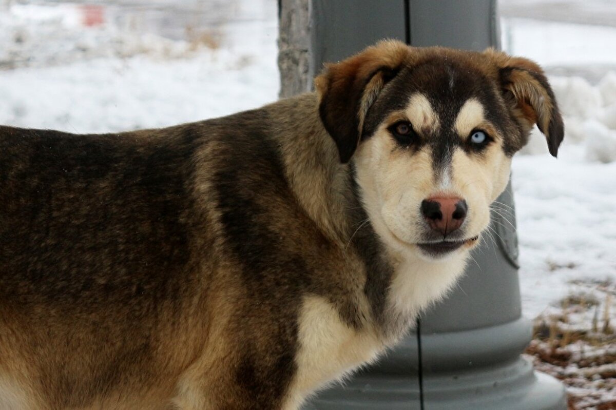Bu durum Van kedilerinden çok daha fazladır. Köpeklerde de aynı şekilde milyonda bir de olsa farklı göz rengi çıkabiliyor. 