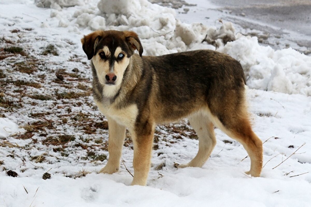 Van YYÜ yerleşkesinde uzun bir süredir sahipsiz olarak yaşayan değişik göz rengine sahip köpek ile yavrusu görenleri şaşırtıyor.