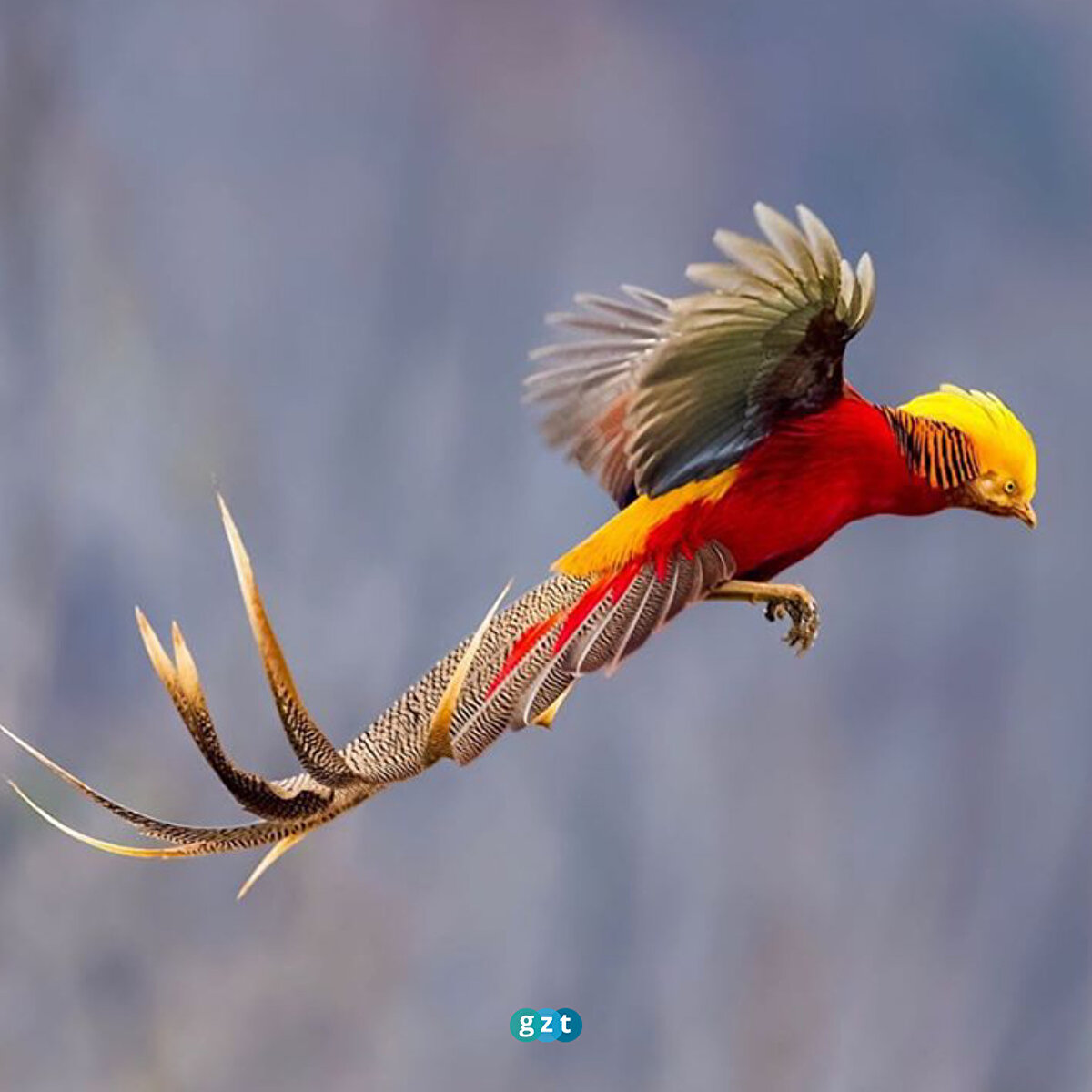 Esaret altındaki kuşlardan bilinen, altın boğazlı, sarı, tarçın, somon, şeftali, sıçrama, maun ve gümüş de dahil olmak üzere altın sülün farklı mutasyonları da vardır.