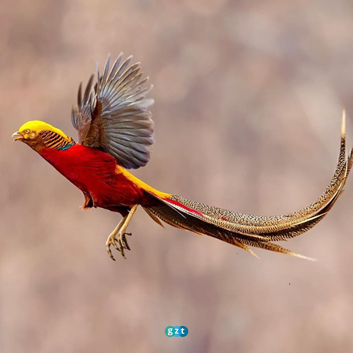 Kuşçulukta, vahşi tip, onu bu mutasyonlardan ayırmak için kırmızı-altın olarak adlandırılır.