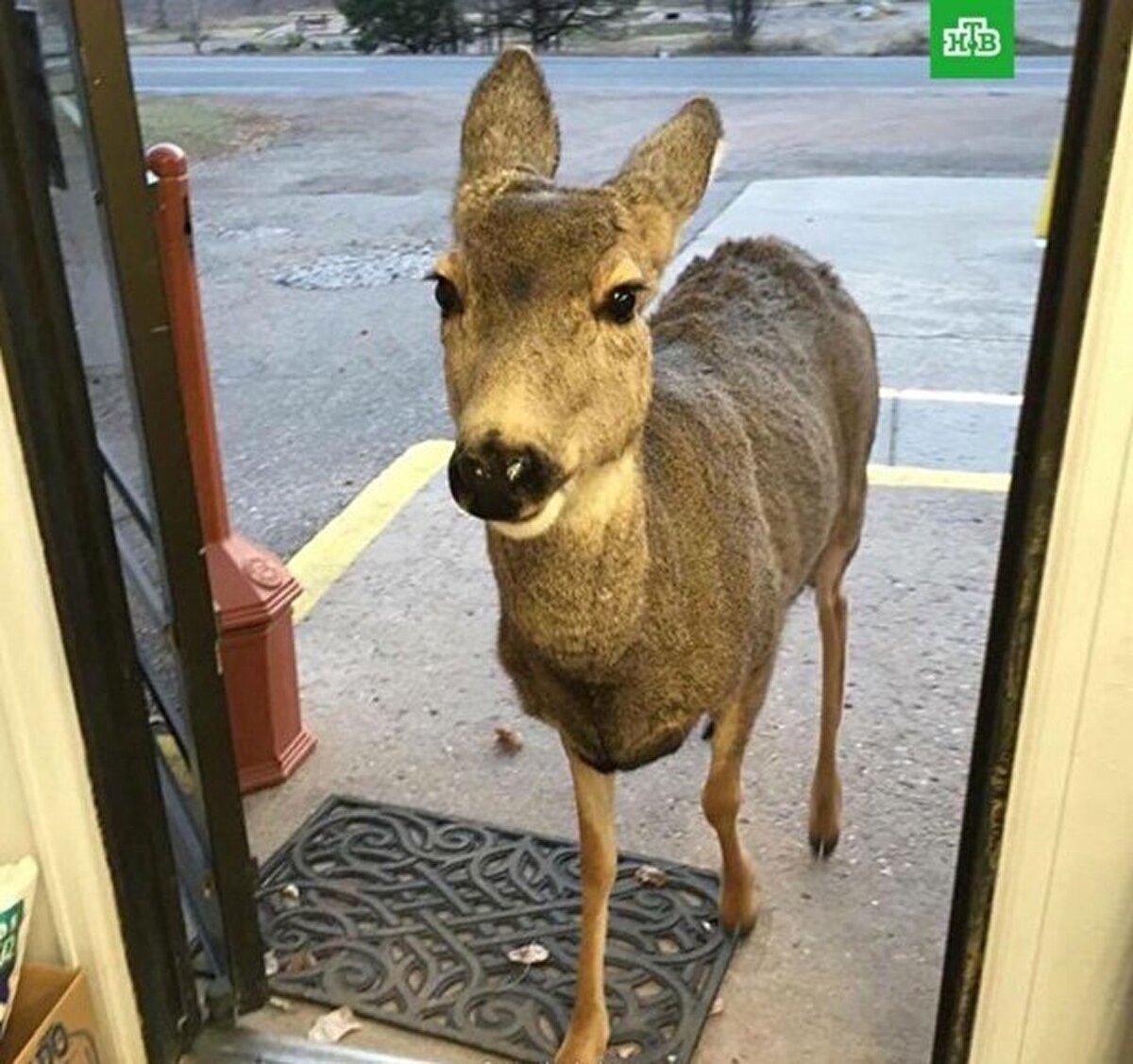 En güzel misafirlik budur diyebilir miyiz?​