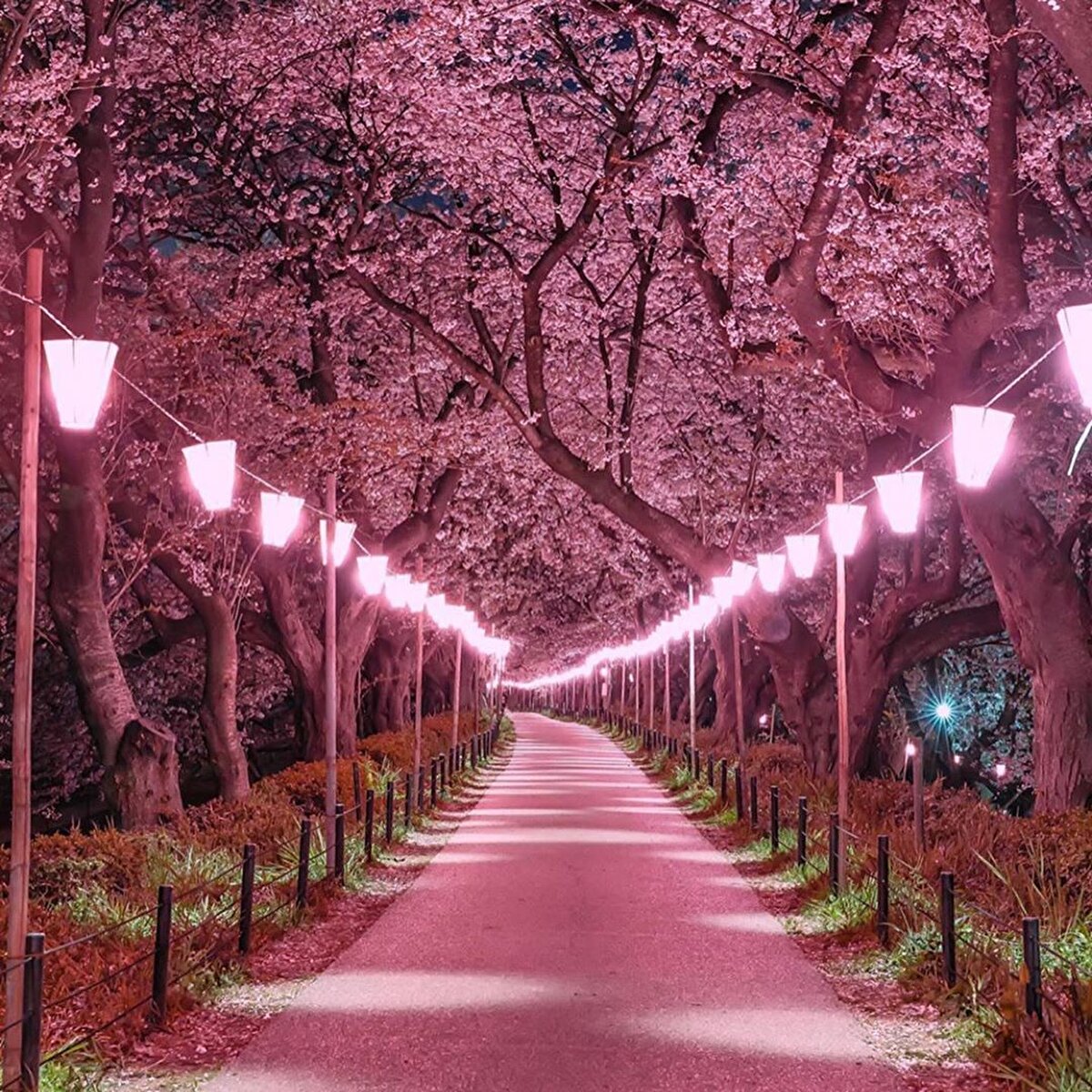 📌Bu dönemin Japon kültüründe çok özel bir yeri var. Sakuralar çok yavaş açıp en güzel göründükleri çağlarında çok hızlı şekilde dökülüyorlar. 