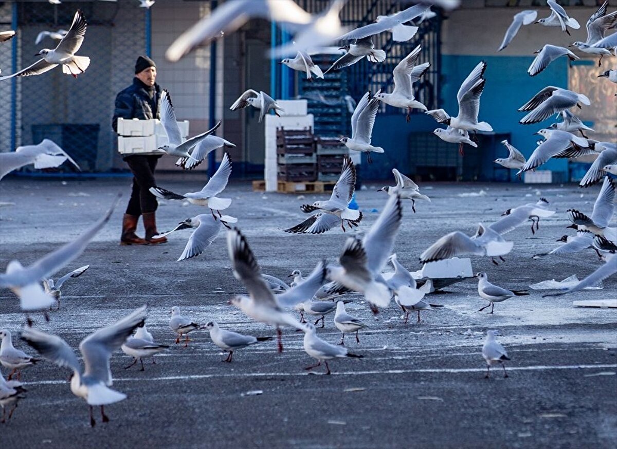 İşte Ankara'daki martı kareleri...
