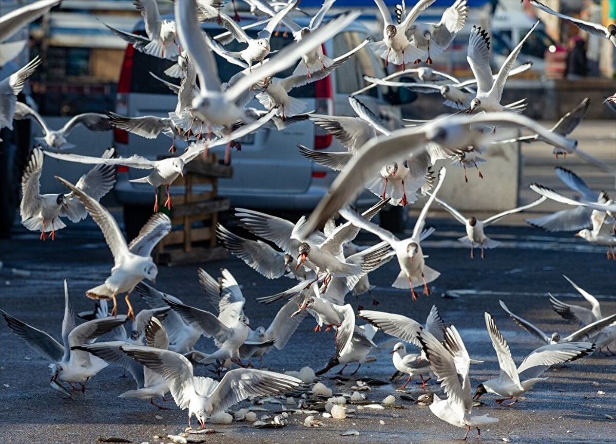 Türkiye'de bozkırın ortasında bulunan Ankara'yı bugünlerde martı çığlıkları esir aldı.
