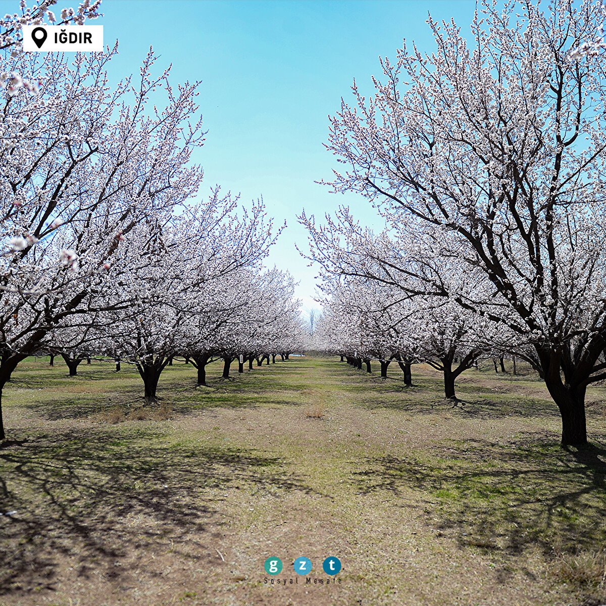 Türkiye'de havaların ısınmasıyla birlikte ağaçlar çiçek açtı 🌼 
