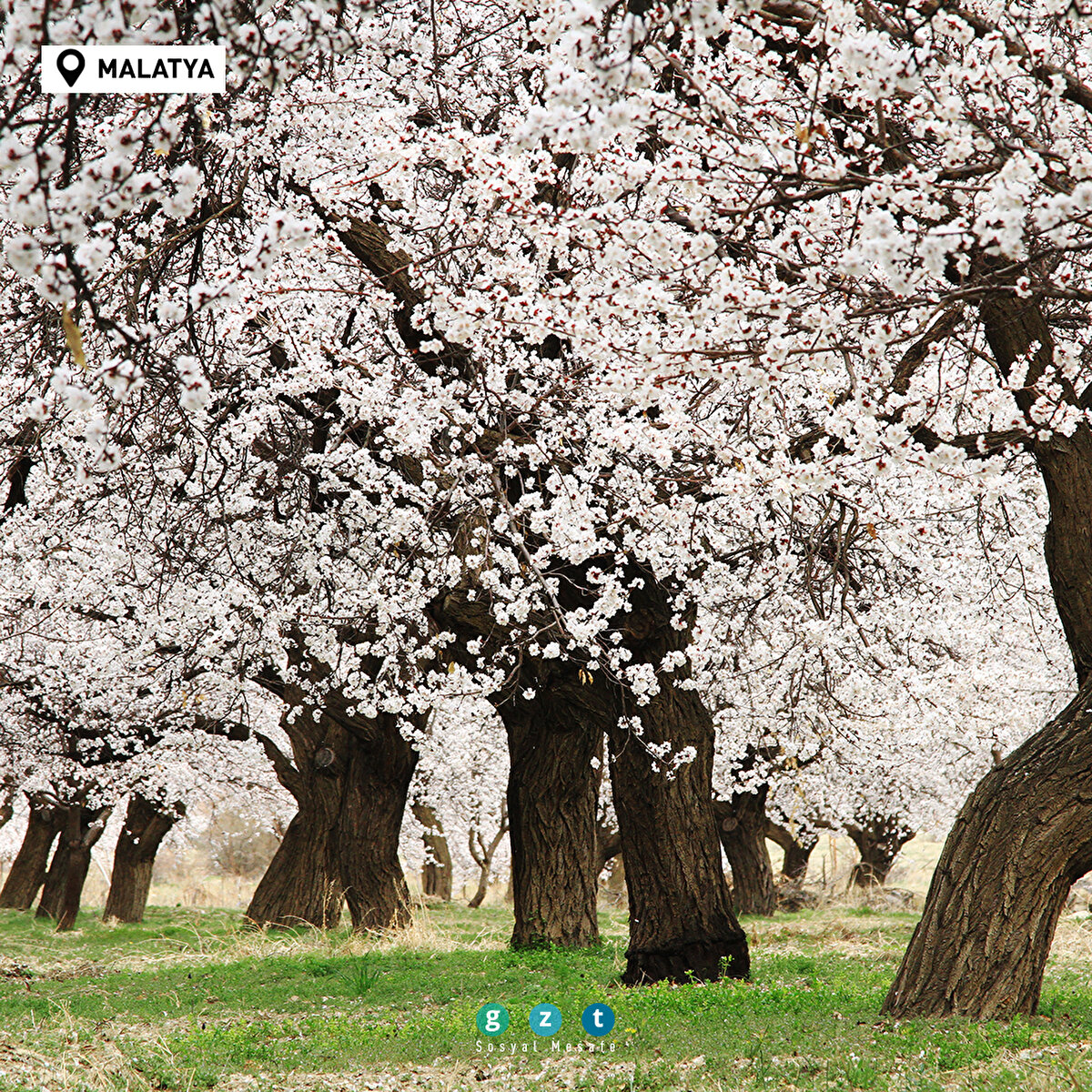 Türkiye'de havaların ısınmasıyla birlikte ağaçlar çiçek açtı 🌼 