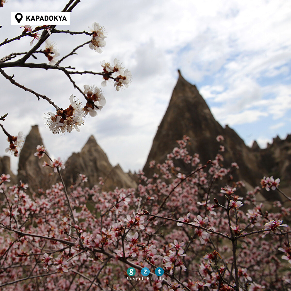 Türkiye'de havaların ısınmasıyla birlikte ağaçlar çiçek açtı 🌼 
