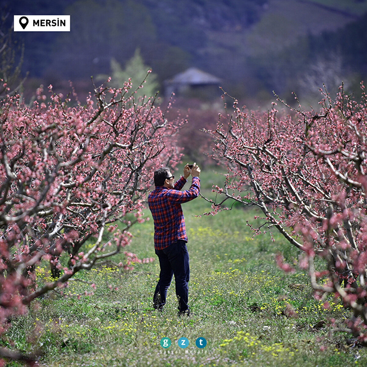 Türkiye'de havaların ısınmasıyla birlikte ağaçlar çiçek açtı 🌼 