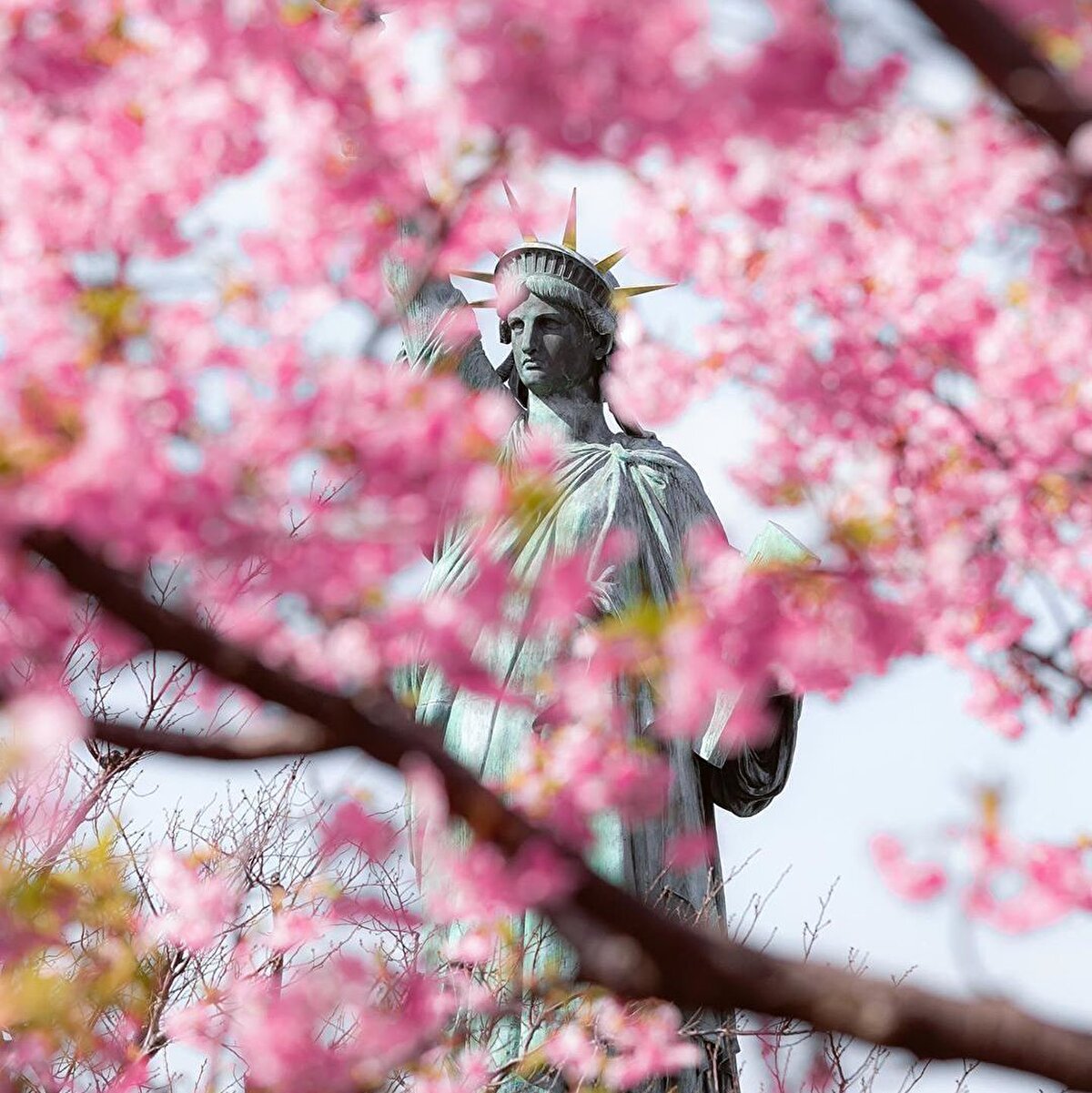  📌Yaklaşık 3 hafta süren sakura dönemi Japonlar için o kadar önemli ki, evlenme ya da yeni işe başlama tarihlerini bu döneme denk getiriyorlar. 