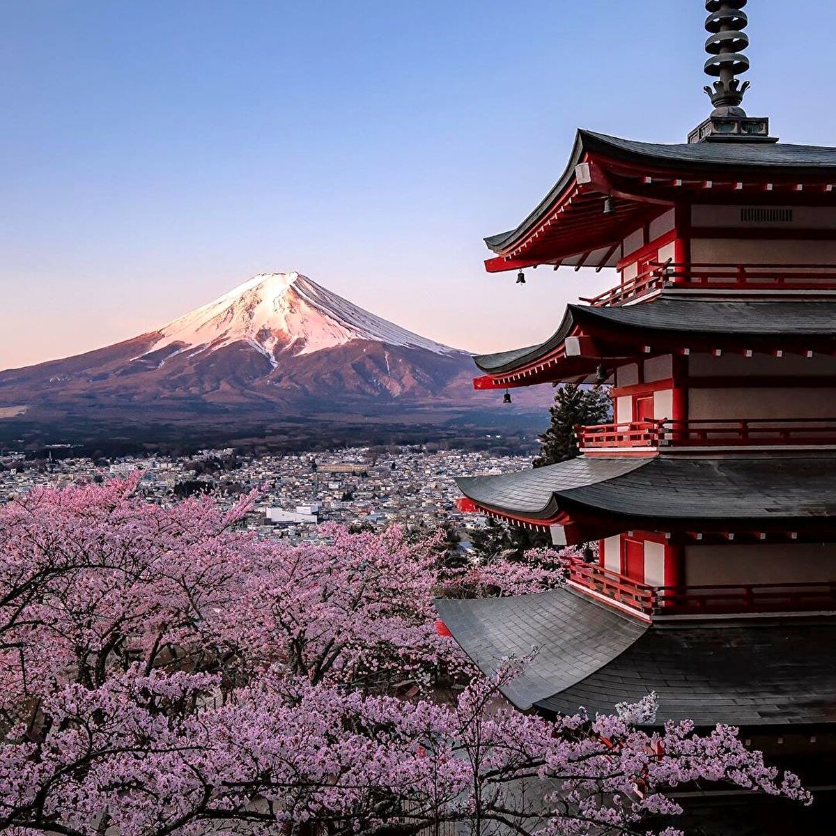 🌸😌Japonlar ise kiraz çiçeği ağacının yaşam döngüsünü gözlemleyerek genel olarak insan yaşamı ile Sakura'nın benzerliğine dikkat çekiyor. 