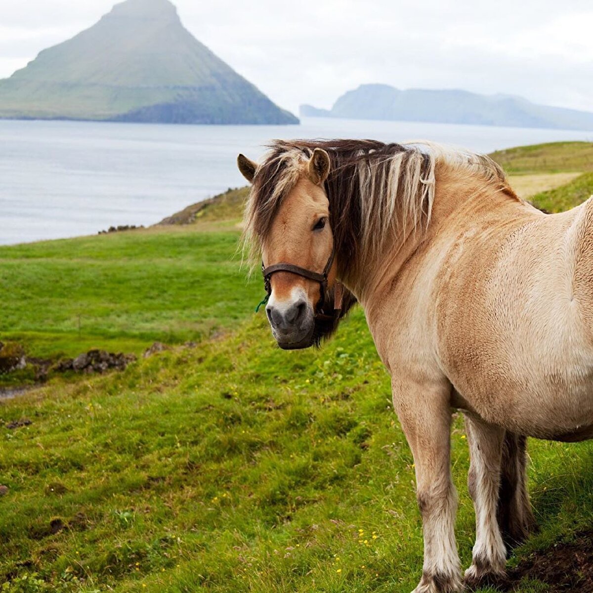 ☀️ Burayı ziyaret için en iyi zamanlama yaz ayları. Yaz Mayıs ayında başlıyor, Temmuz ayında sona eriyor. Faroe Adaları’nda ilkbahar ve sonbahar mevsimleri yaşanmıyor. Belki bu Mayıs ellerimizden kayıp gitti ama önümüzdeki yıl harika planlar yapılabilir.⠀