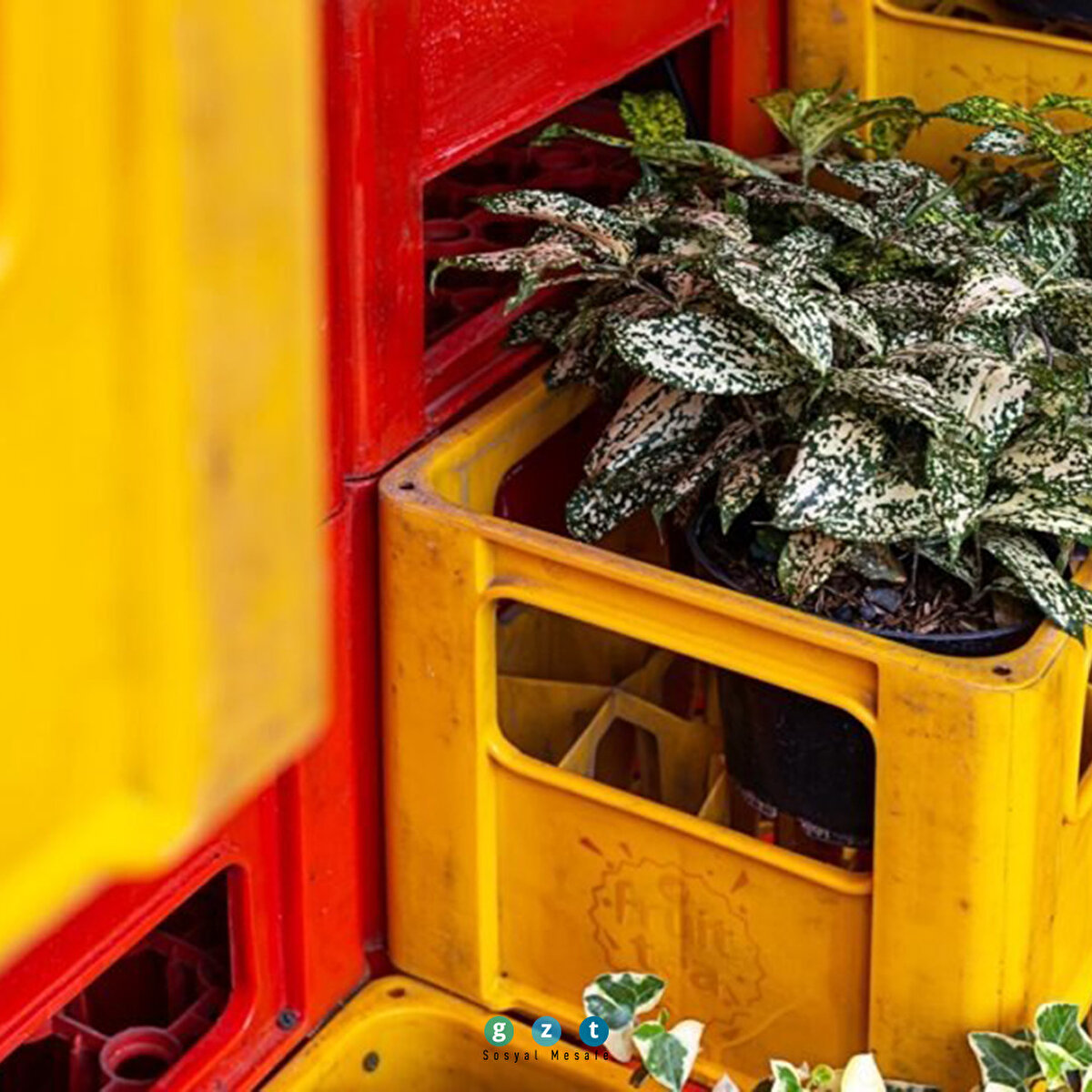 Parisauli Artisek Studio isimli mimarlık ofisi, kamelyayı sadece atık plastik kasalardan tasarladı.