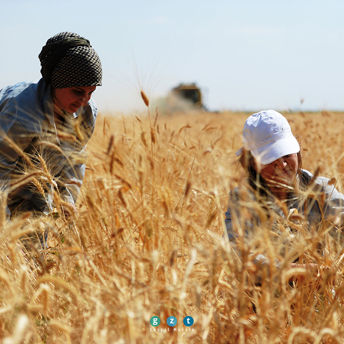 Mezopotamya'nın en eski buğday tohumundan 560 ton rekolte bekleniyor