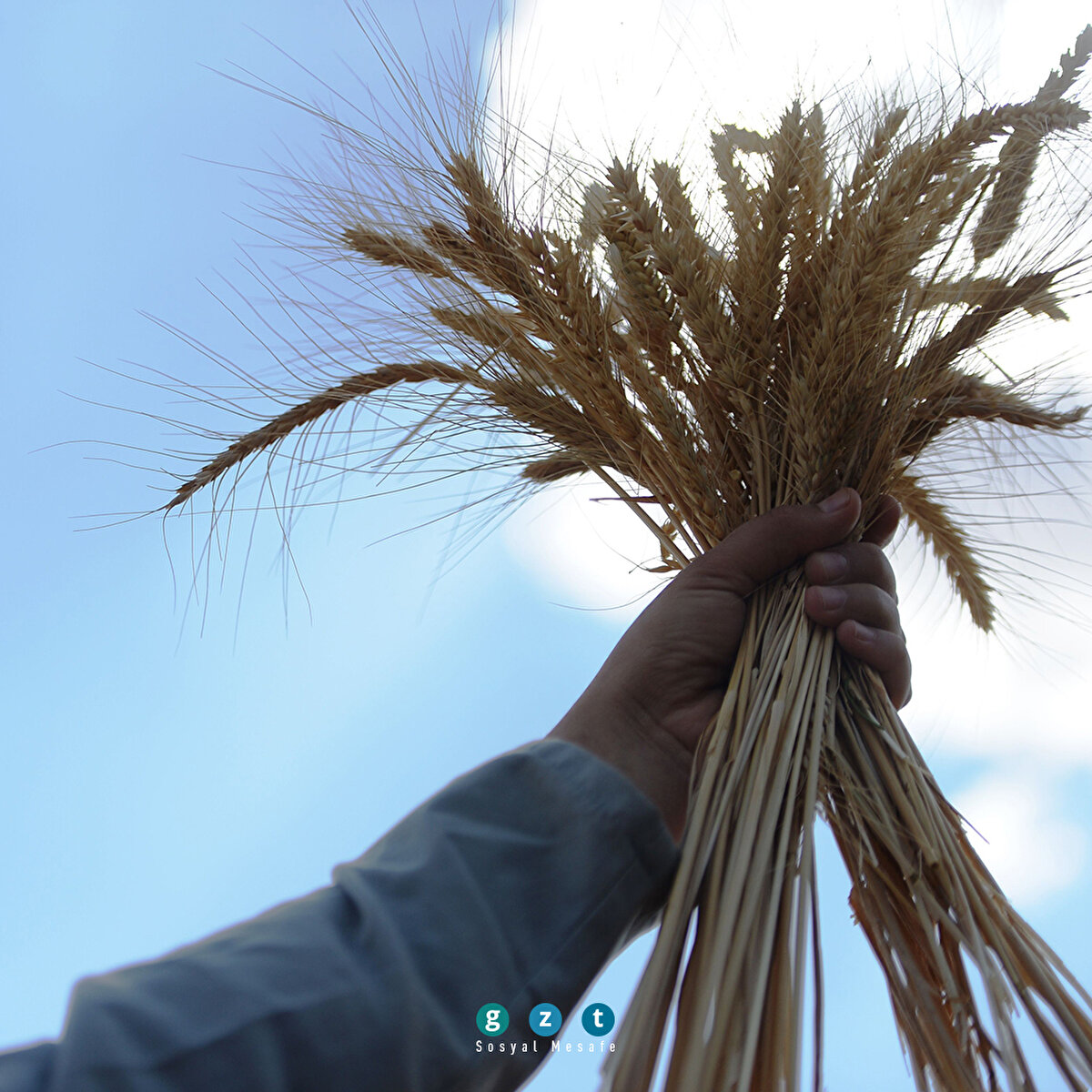 Mezopotamya'nın en eski buğday tohumundan 560 ton rekolte bekleniyor
