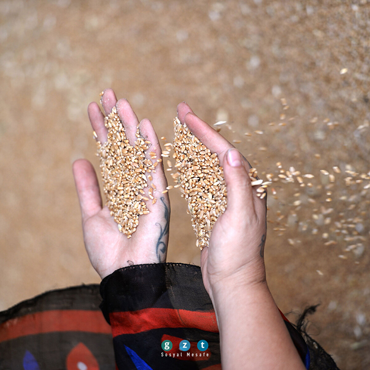 Mezopotamya'nın en eski buğday tohumundan 560 ton rekolte bekleniyor