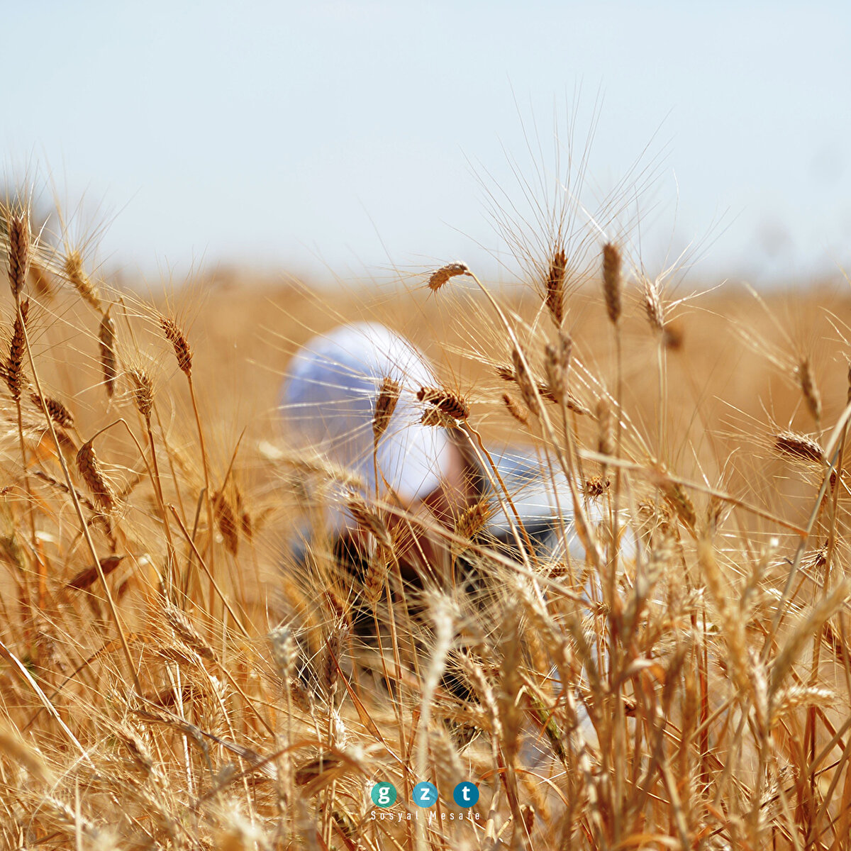 Mezopotamya'nın en eski buğday tohumundan 560 ton rekolte bekleniyor