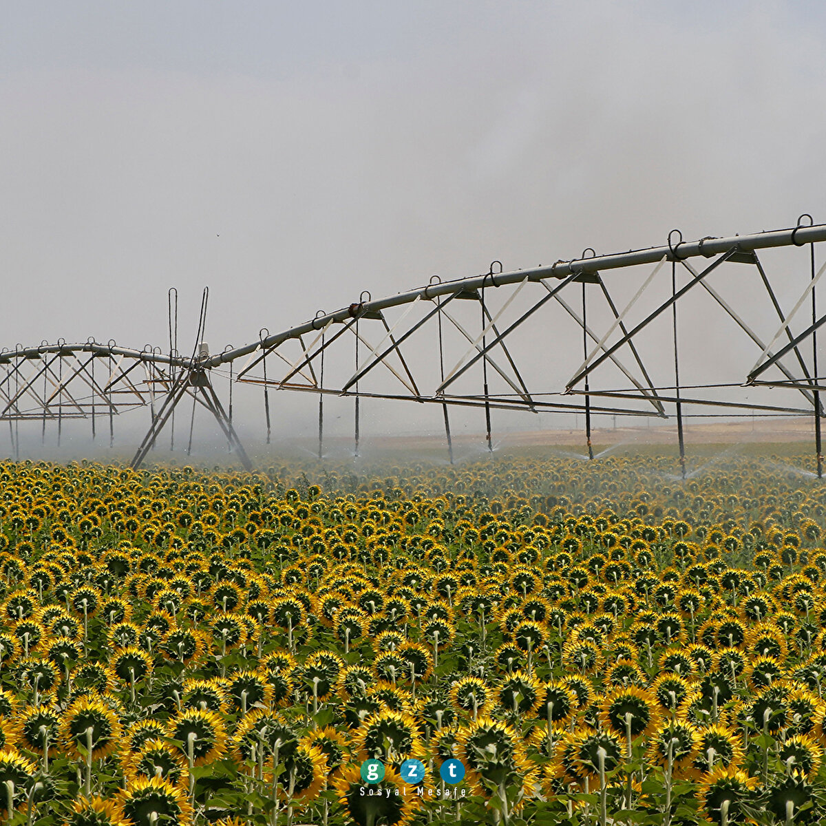 Şanlıurfa'da ayçiçeğinden yüksek rekolte beklentisi
