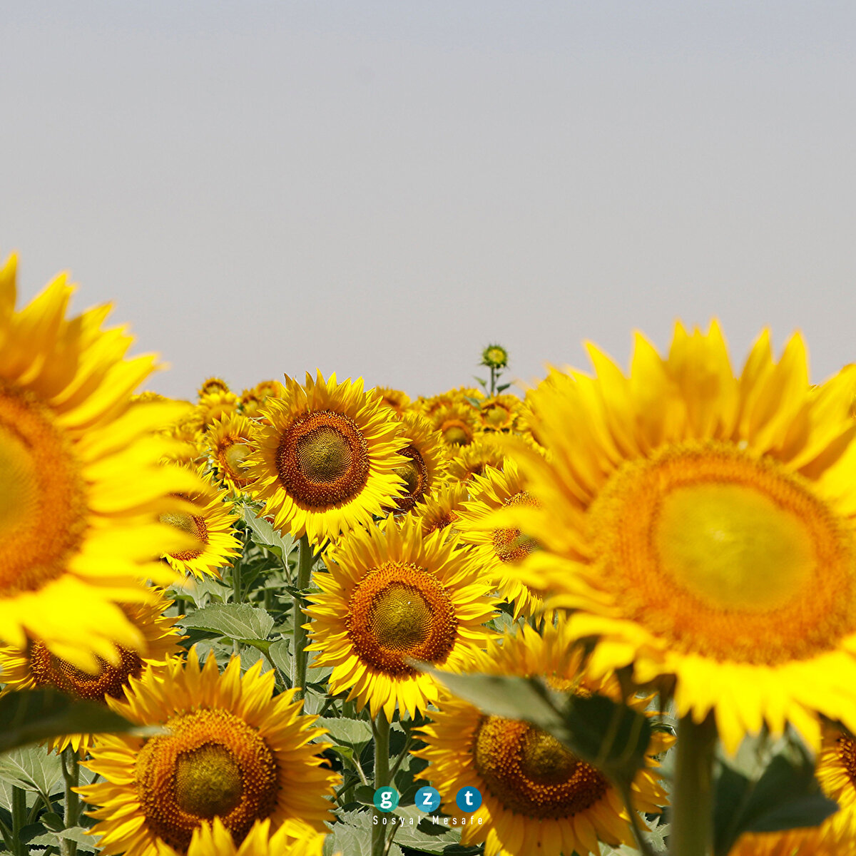 Şanlıurfa'da ayçiçeğinden yüksek rekolte beklentisi