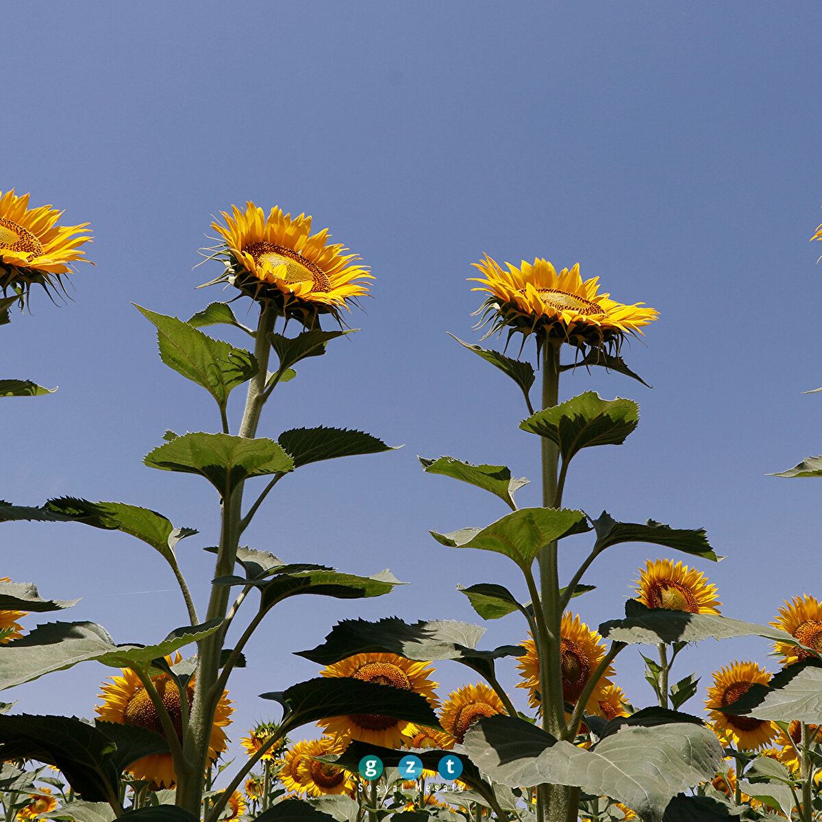 Şanlıurfa'da ayçiçeğinden yüksek rekolte beklentisi