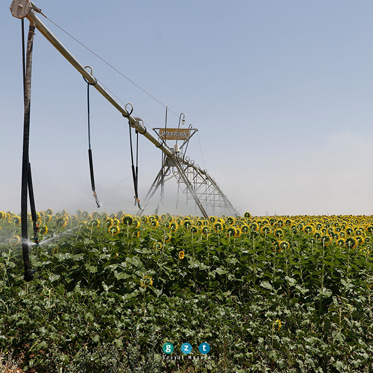 Şanlıurfa'da ayçiçeğinden yüksek rekolte beklentisi