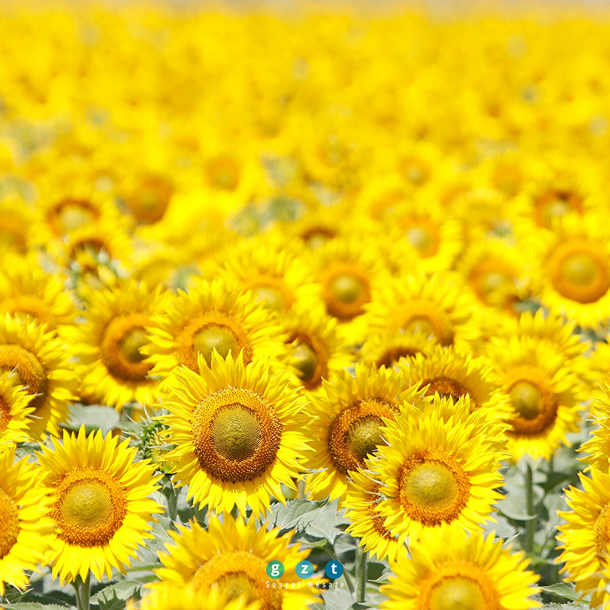 Şanlıurfa'da ayçiçeğinden yüksek rekolte beklentisi