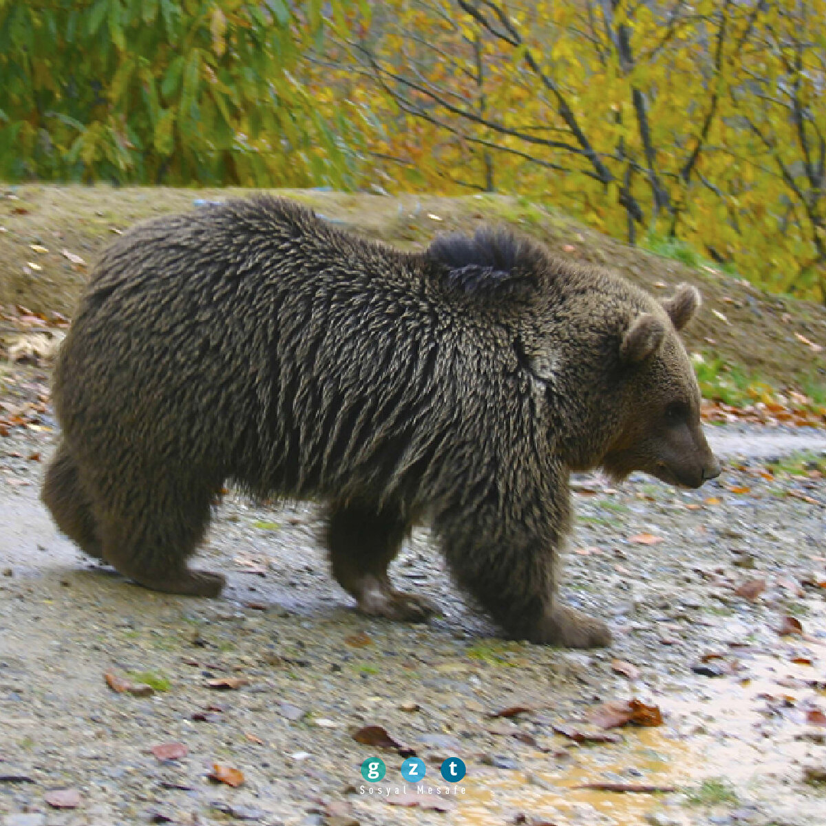 Fotoğraflarda ayılar da var tilkiler de