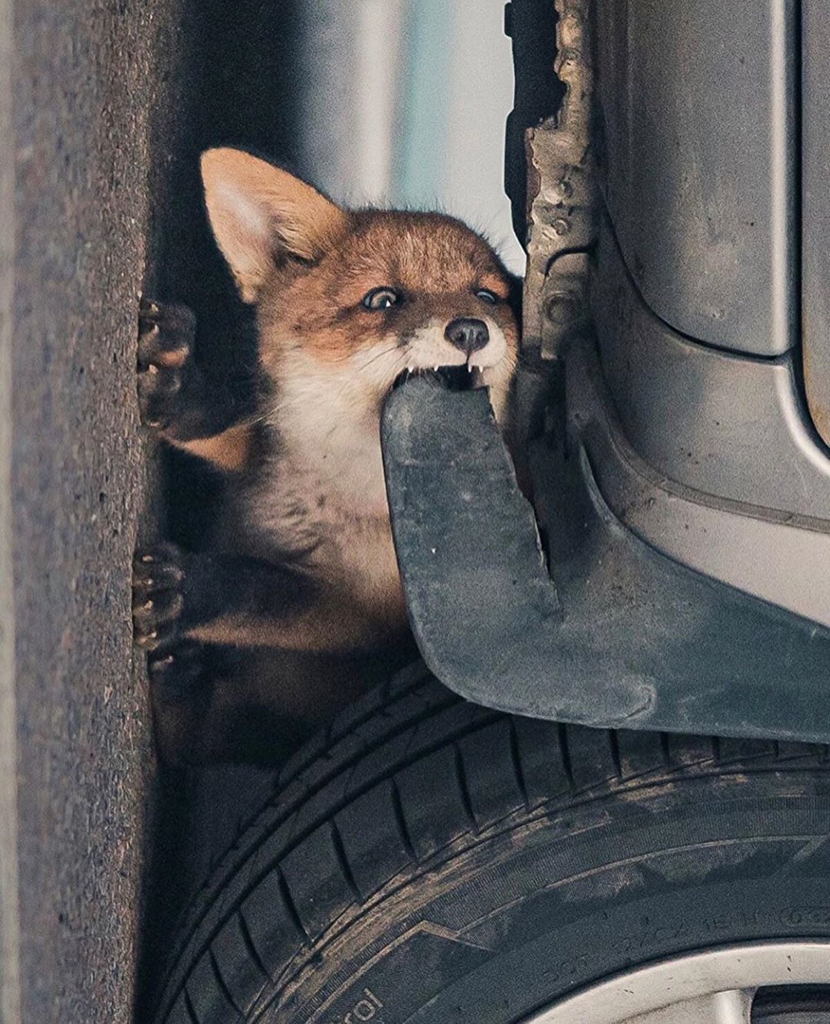 📷 Üretken bir doğa fotoğrafçısı olan Konsta Punkka, bazen soğuk ve ıslak bir zeminlerde saatlerce yatıp bekleyerek takipçilerini pek de alışık olmadıkları sahnelerle buluşturuyor.