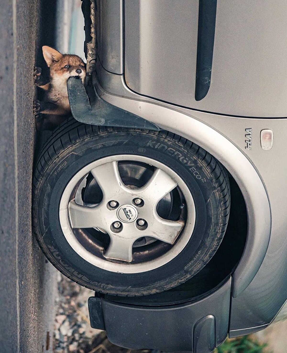 ☀ İnsanların yoğun şehir hayatının içinde koşuştururken, aynı mahalleyi tilki, baykuş ve sincaplarla paylaştıklarının farkında olmadığından bahseden Punkka, fotoğrafını çektiği hayvanları onlara verdiği küçük atıştırmalıklarla besliyor.