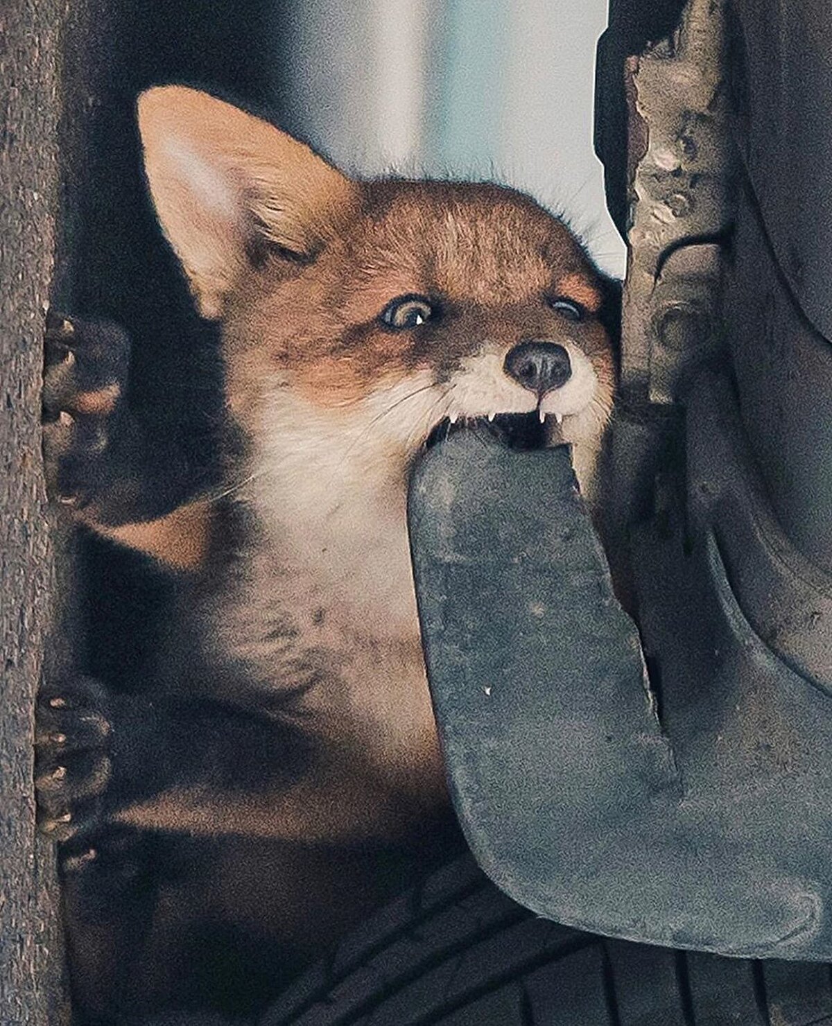 📌 Punkka, hobisini tam zamanlı işe dönüştürenlerden ve bunu 17 yaşında başarmış. O günden beri vahşi yaşam ve doğa ona ilham kaynağı olmuş.⠀