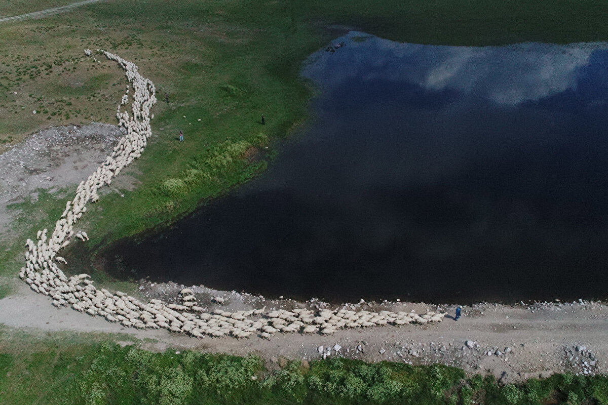 TİGEM, büyükbaş faaliyetlerini yetiştiricilerin isteklerini dikkate alarak, siyah-alaca, esmer, simmental, jersey ve limousin ırkı hayvanlarla sürdürüyor.