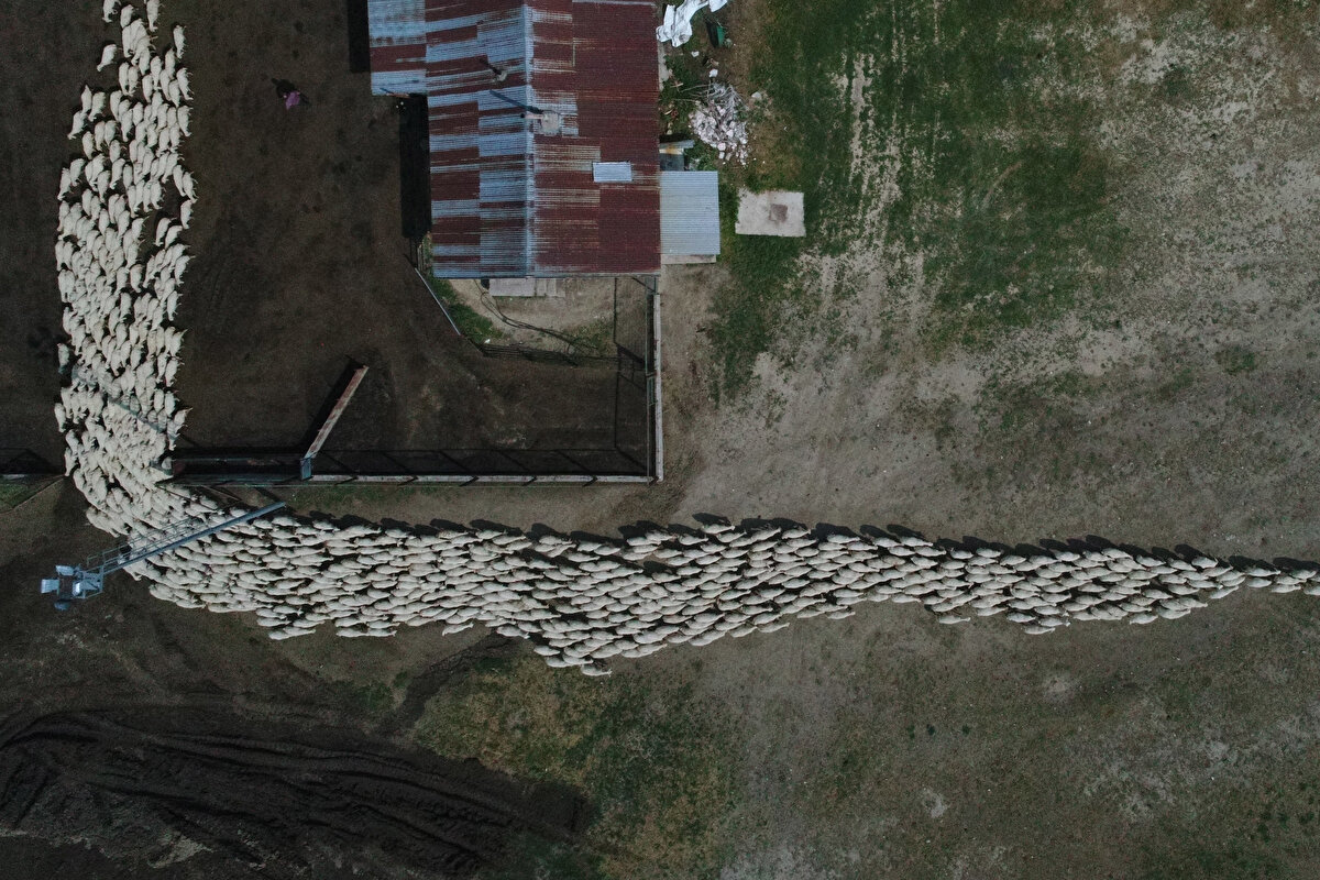 Altınova Tarım İşletmesi (Konya) İşletmede, esmer ırkı ile sığırcılık, Anadolu merinosu ırkı ile koyunculuk faaliyeti yürütülüyor. Geçen yıl 1013 baş esmer ırkına sahip olan işletmede, 401 baş buzağı doğdu.