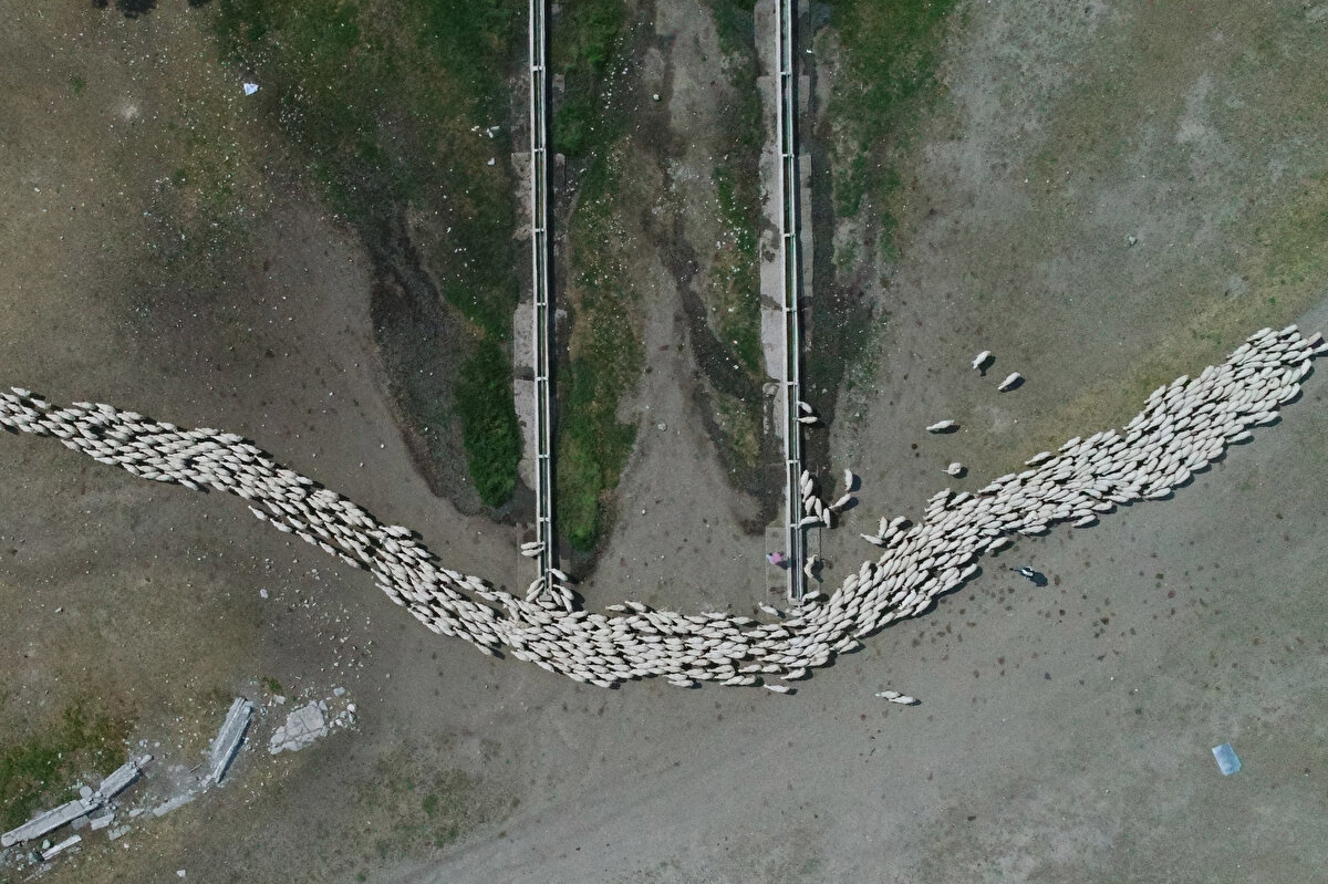 Anadolu merinosu ırkı yetiştirilen işletmede, geçen yıl 17 bin 845 baş küçükbaş bulunurken, 12 bin 502 ise kuzu üretimi gerçekleştirildi.