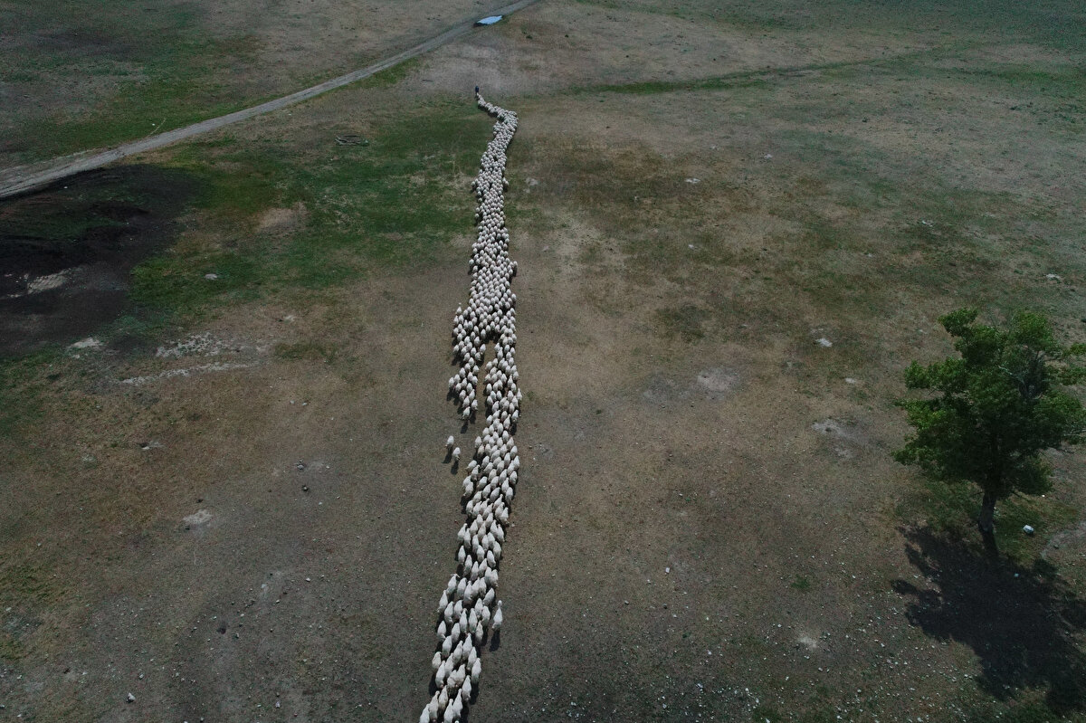 Anadolu Tarım İşletmesi (Eskişehir) İşletmede, esmer ırkıyla sığırcılık faaliyeti ve Ankara tiftik keçisi yetiştiriciliği yapılıyor. 2019 yılında 3 bin 329 baş esmer ırkına sahip işlemede, 1277 baş buzağı üretimi yapıldı. Keçi yetiştiriciliğinde önemli yere sahip işletme, geçen yıl 1136 baş keçiye sahipken, 469 baş anadan 601 baş oğlak yetiştirildi.