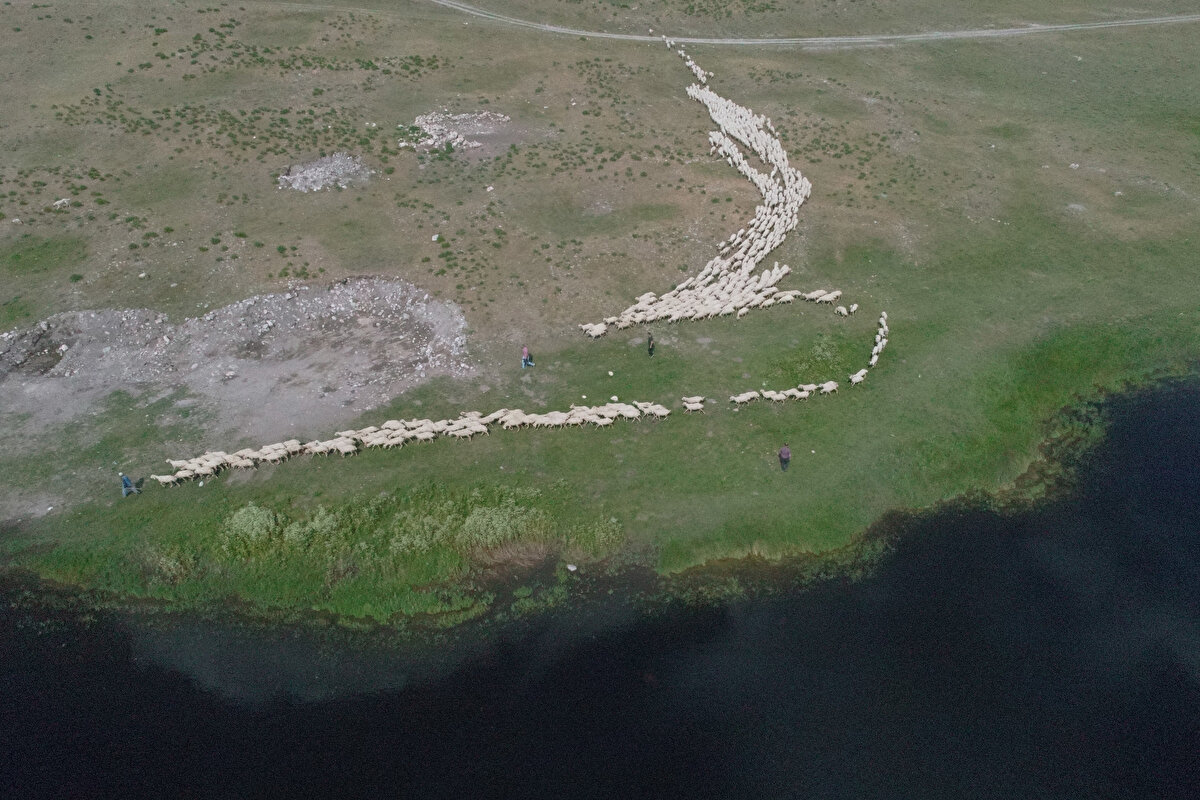 Ceylanpınar Tarım İşletmesi (Şanlıurfa) Siyah alaca (holstein) ve simental ırkları ile sığırcılık faaliyeti, ivesi ırkı ile koyunculuk faaliyeti yürütülen işletmede, Halep ırkı ile keçi yetiştiriciliği sürdürülüyor. İşletmede geçen yıl 7 bin 252 büyükbaş bulunurken, 2 bin 306 buzağı yetiştirildi. 90 bin 877 koyunun bulunduğu işletmede, 35 bin 234 baş anadan 36 bin 793 kuzu doğdu. İşletme geçen yıl 2 bin 431 keçi varlığına sahipken, 1343 baş anadan 1560 oğlak dünyaya geldi.