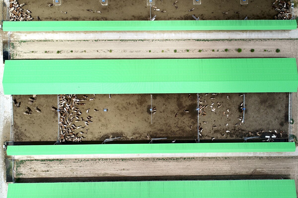 Kazımkarabekir Tarım İşletmesi (Iğdır) İşletmede, limousin ve diğer etçi ırklar ile sığır yetiştiriciliği faaliyeti, morkaraman ırkı ile koyunculuk faaliyeti sürdürülüyor. Geçen yıl 263 büyükbaşa sahip işletmede, 115 buzağı yetiştirildi. 8 bin 947 küçükbaşın bulunduğu işletmede 2019 yılında 6 bin 428 baş anadan 5 bin 893 baş kuzu üretimi gerçekleştirildi.