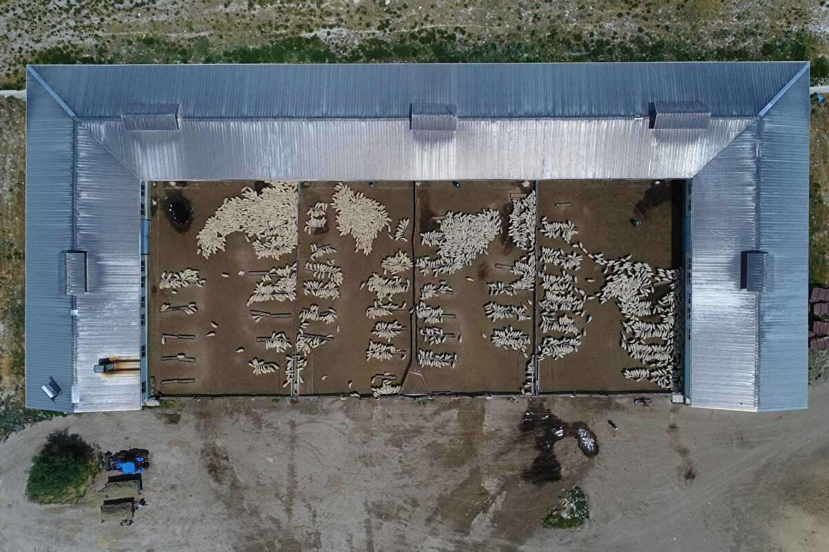 Konuklar Tarım İşletmesi (Konya) Besi sığırı yetiştiriciliği faaliyeti yapılan işletmede 638 büyükbaş hayvan varlığı bulunuyor.