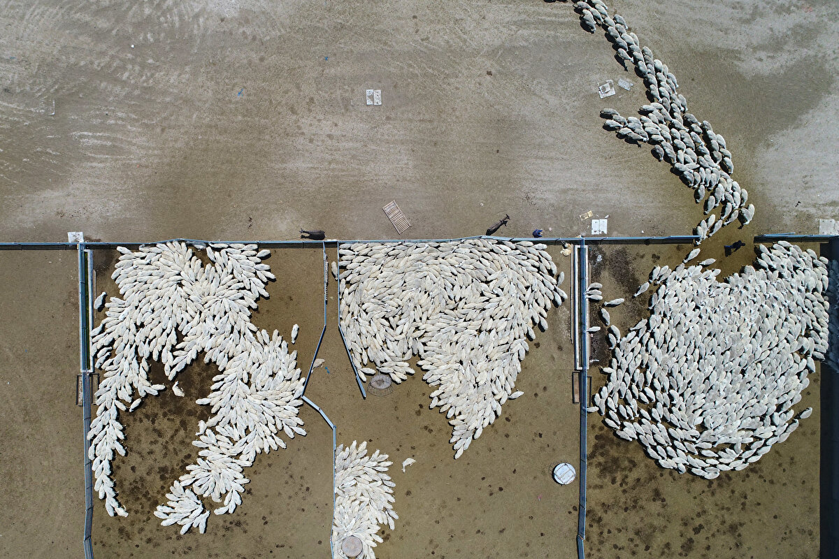 Malya Tarım İşletmesi (Kırşehir) İşletmede, akkaraman ve malya ırkları ile koyunculuk faaliyeti sürdürülüyor. Geçen yıl 10 bin 40 küçükbaşa ev sahipliği yapan işletmede, 5 bin 35 baş anadan 6 bin 250 baş kuzu yetiştirildi.