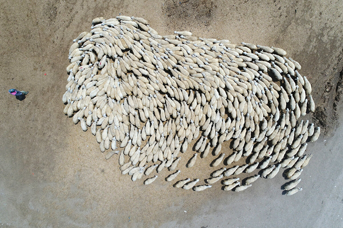 Türkgeldi Tarım İşletmesi (Kırklareli) İşletmede, siyah alaca ırkı sığır yetiştiriciliği yapılıyor. 2019 yılında 2 bin 378 büyükbaş hayvan varlığı bulunan işletmede, 931 buzağı yetiştirildi.