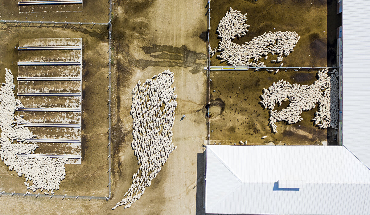 Ulaş Tarım İşletmesi (Sivas) Kangal akkaraman ırkı ile koyunculuk faaliyeti sürdürülen işletmede, geçen sene 10 bin 199 küçükbaş bulunurken, 5 bin 22 baş anadan 5 bin 241 kuzu üretimi yapıldı.