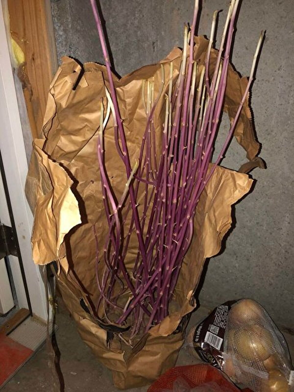 İnternet kullanıcısının geride bıraktığı patatesler sadece 3 ayda ilginç bir şekilde filizlenerek ev bitkisi formuna dönüşmüştü.