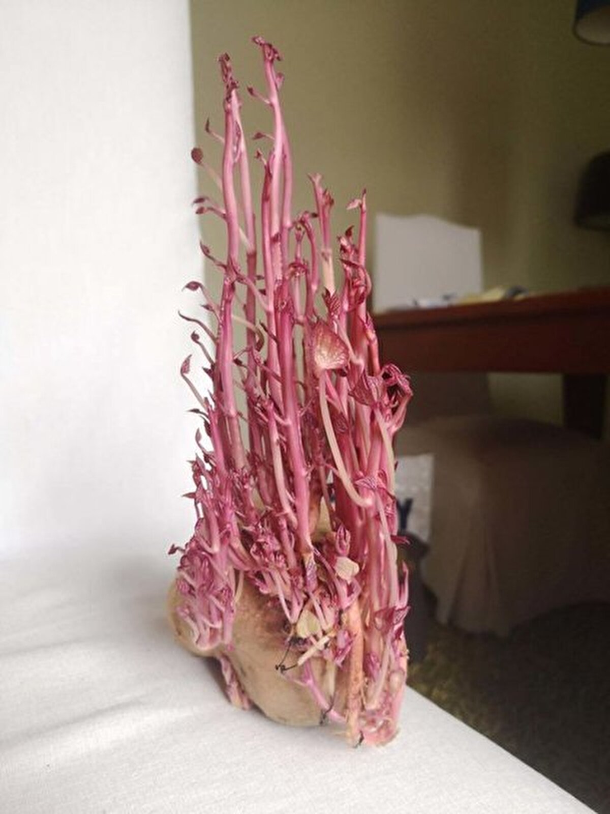 Sosyal medya kullanıcıları bir köşede unutularak filizlenen patateslerini paylaşmaya başladı.... İşte o kareler!